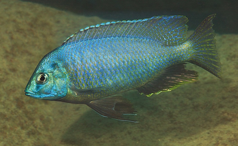 Nyassachromis sp. 'otter' Otter Point